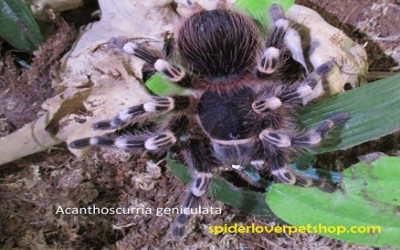 Acanthoscurria Geniculata Male Tarantula